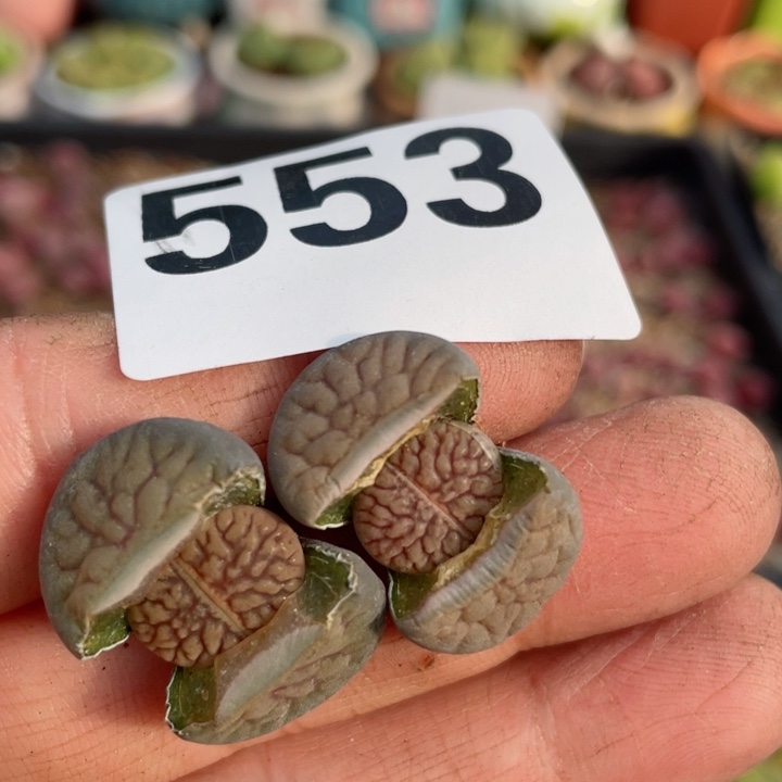 553母本线富贵一颗满18包邮