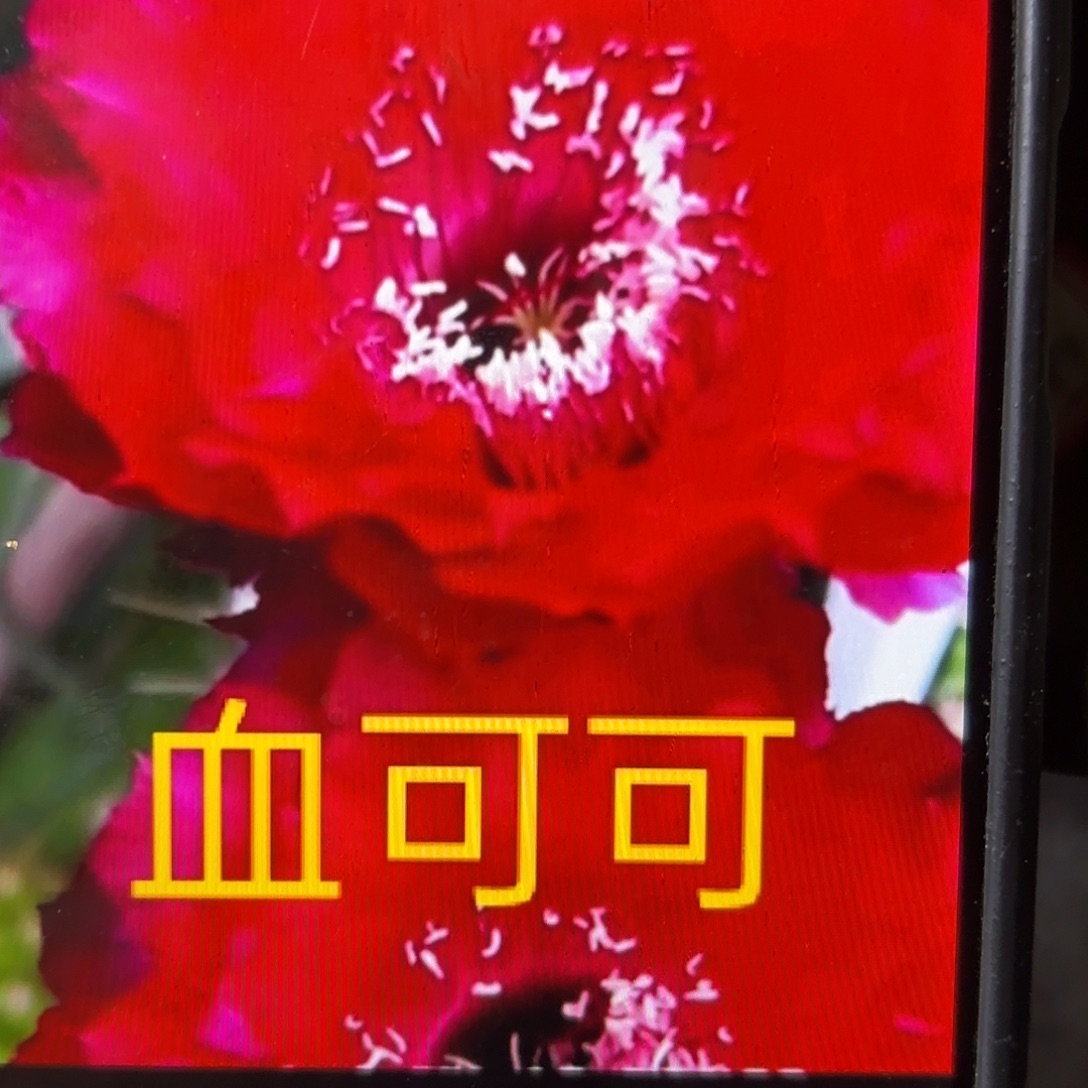 血可可彩侧牙20包邮仙人球1