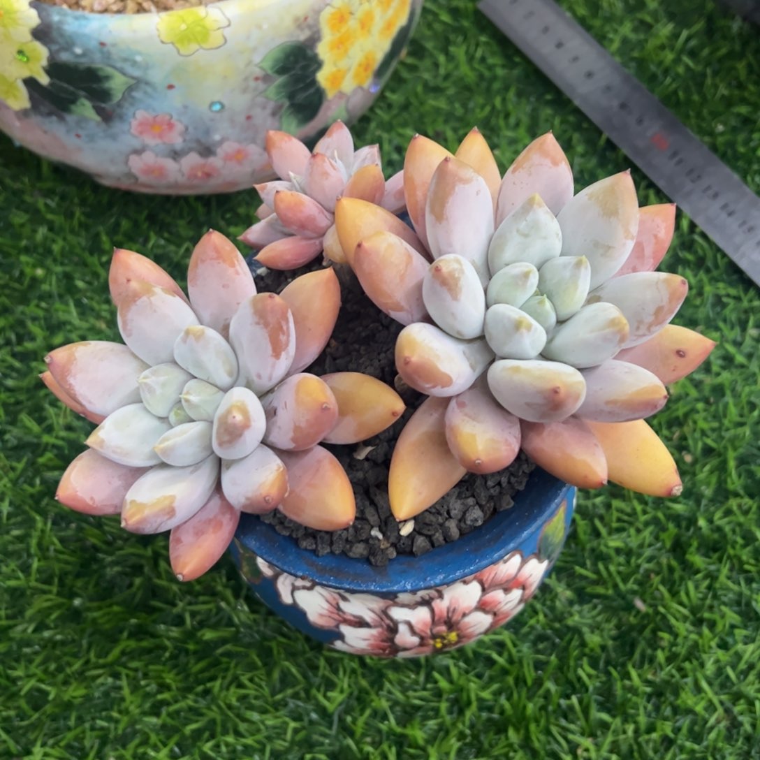 张张精品多肉哥特