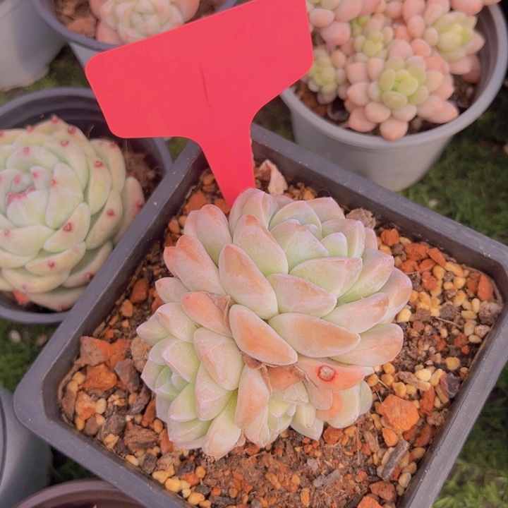 健健康康平平安安