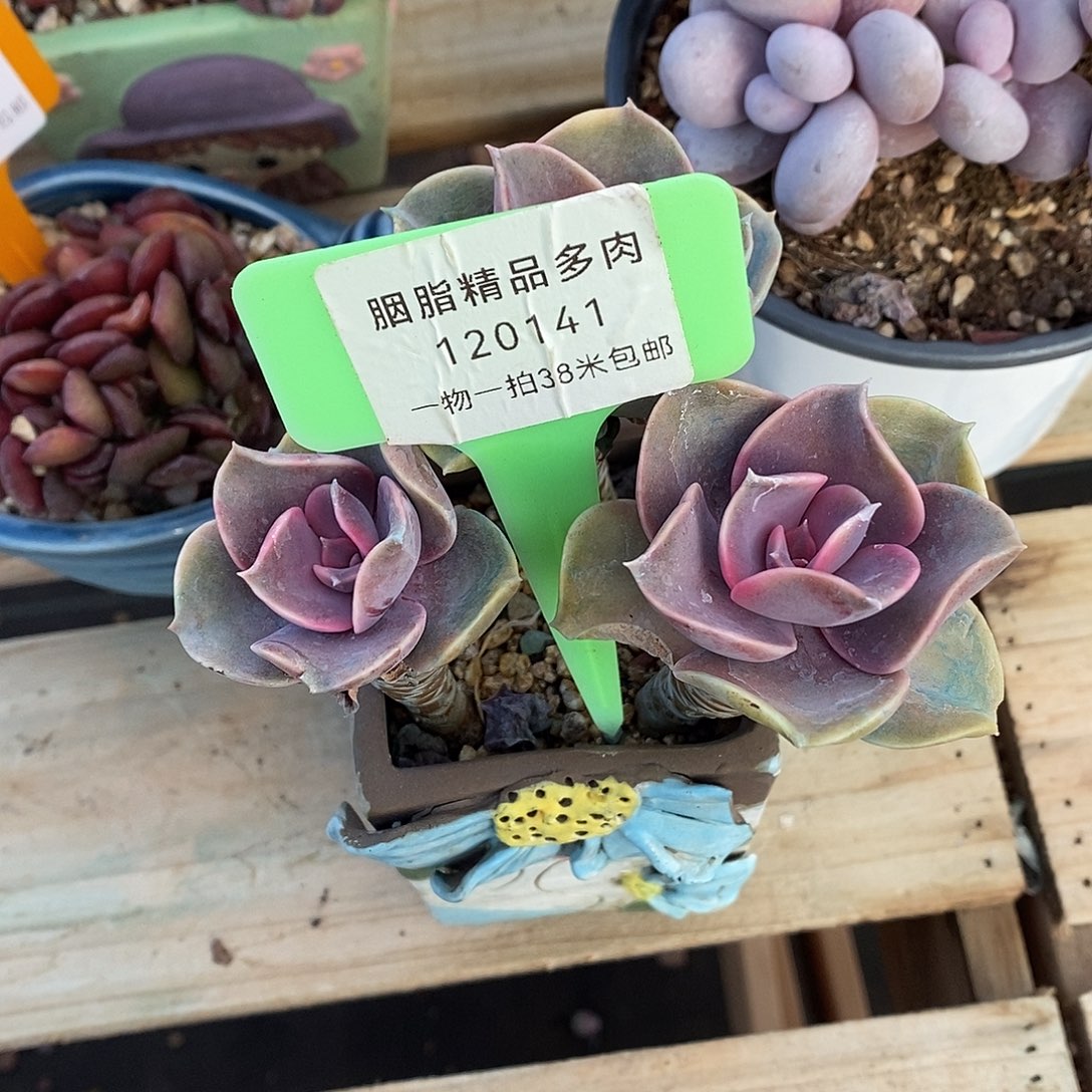 141咯就去小雨我有蜗牛