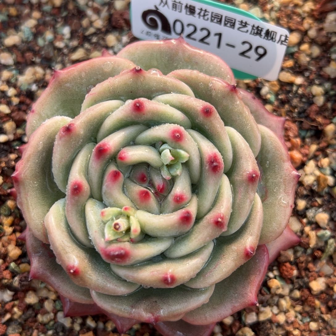 从前慢多肉精选编号0221.29
