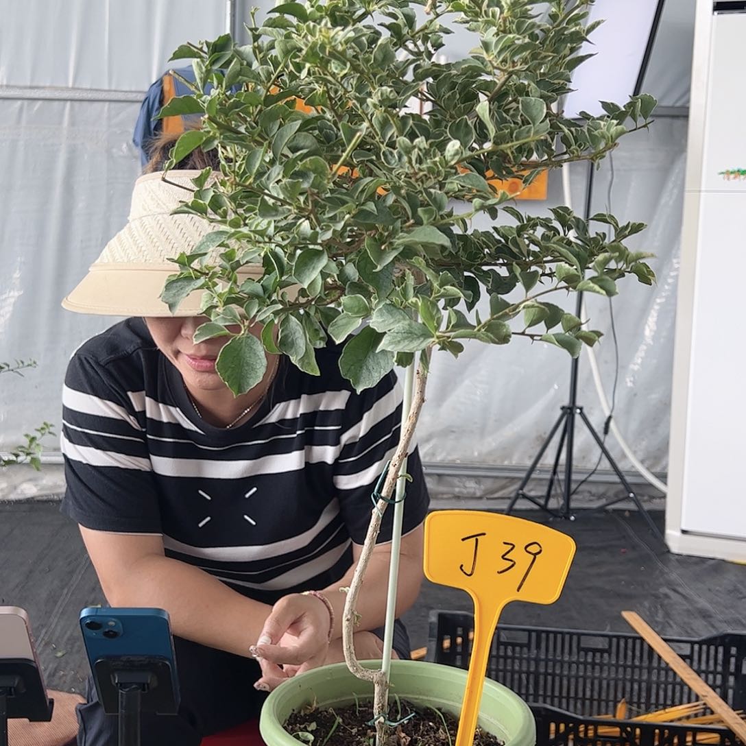 当前无花栽培后可以开花葡*J39少女心