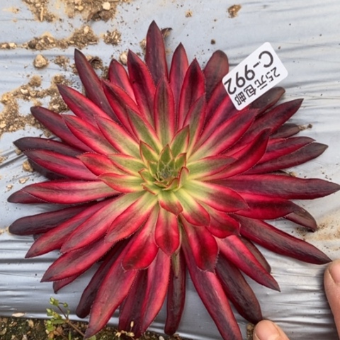 992朱雀满25包邮多肉