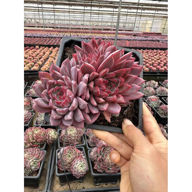 15#大唐盛世 多肉植物  前男友精品多肉 SM0931