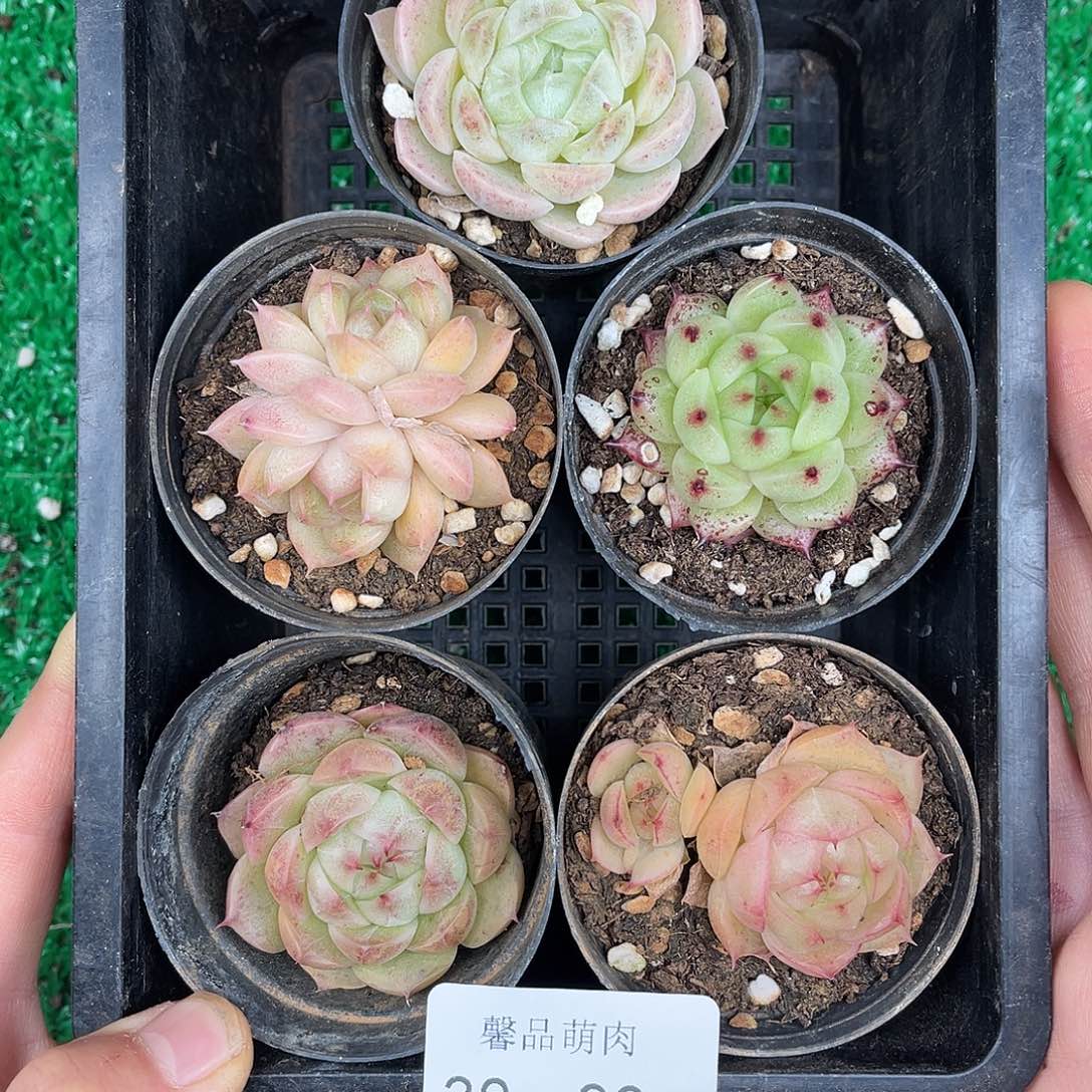多肉一物一拍30-99