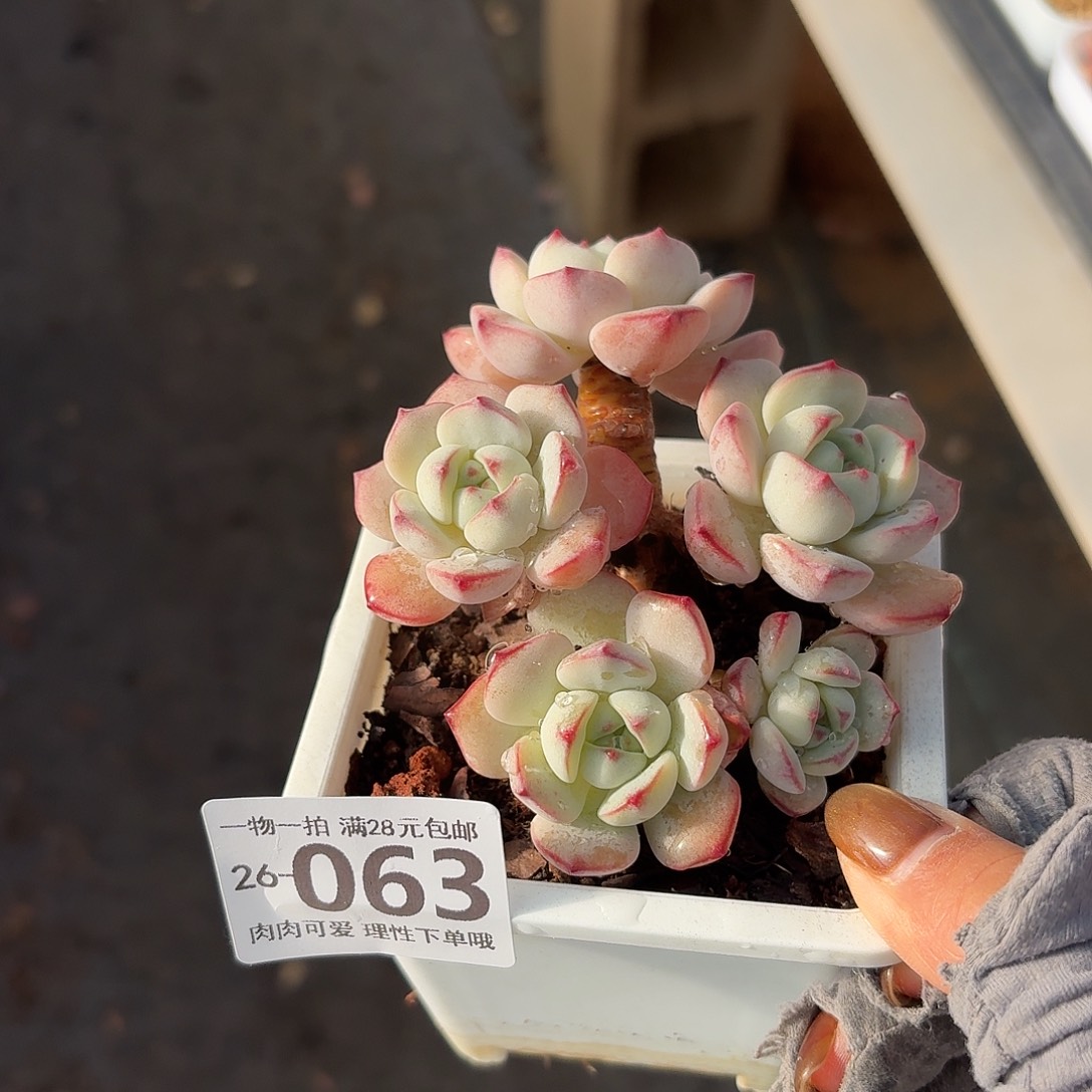 白底香草无盆无发货