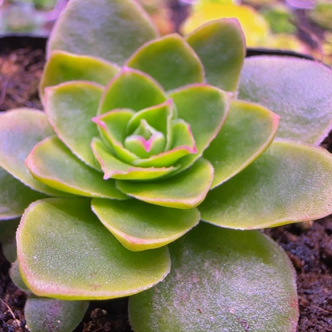 冰魄福利13535676868685353535