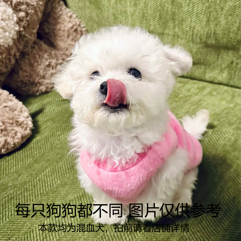 【小染萌宠】活体狗狗金毛牧羊犬边牧直播链接