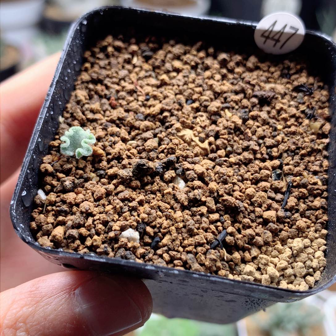 冰晶海带雾冰玉带盆