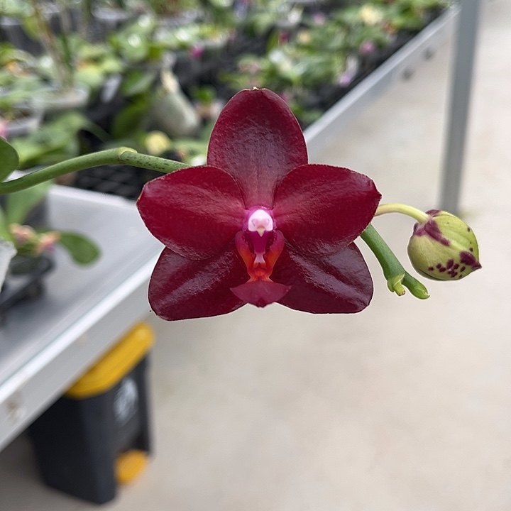 完全开放3.0寸杯弥陀太阳王