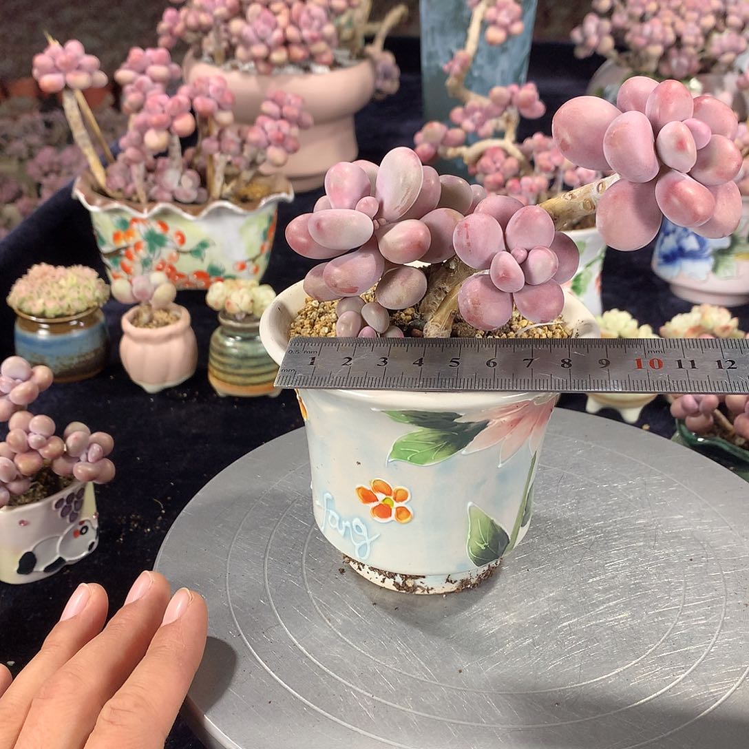 16号不带盆偏远的不包邮的