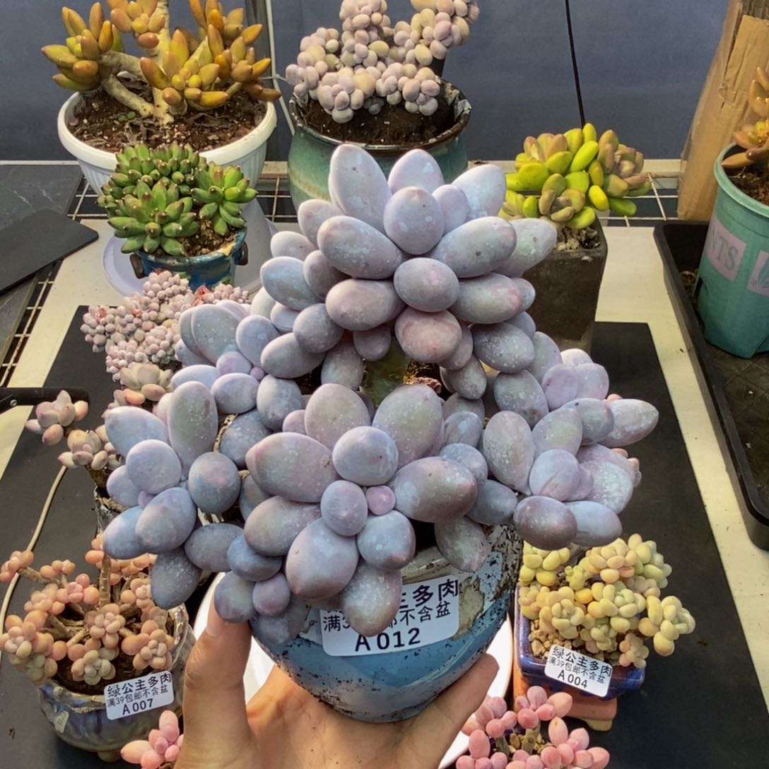 012丸叶汤圆多肉12c m