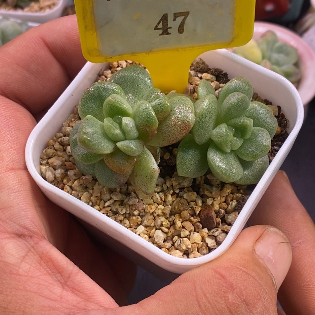 647冰玉石化拉丝锦……