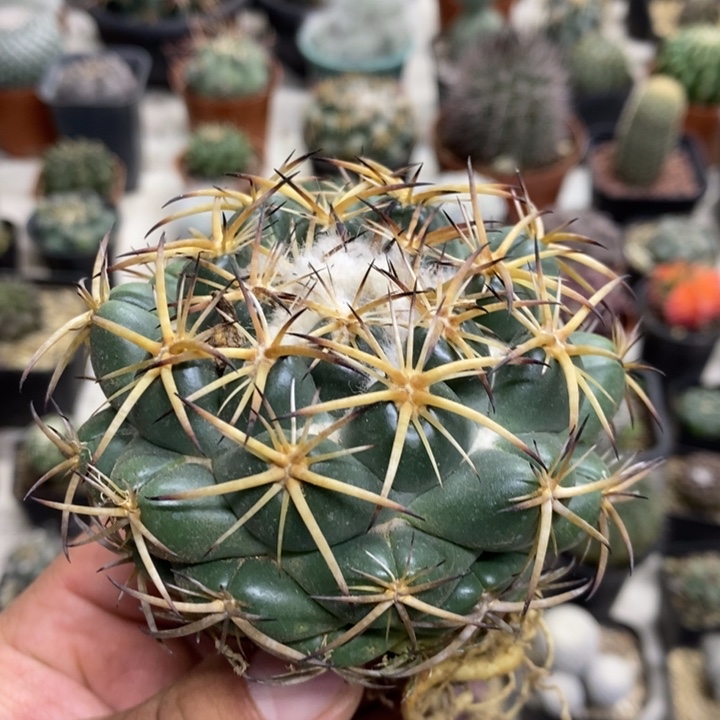 1***7中号天丝象牙微瑕疵特价
