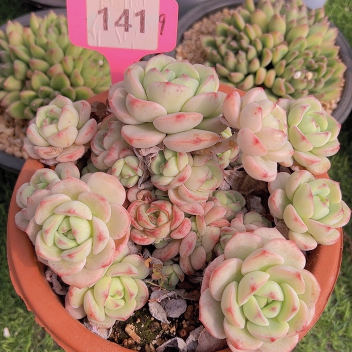 健健康康平平安安