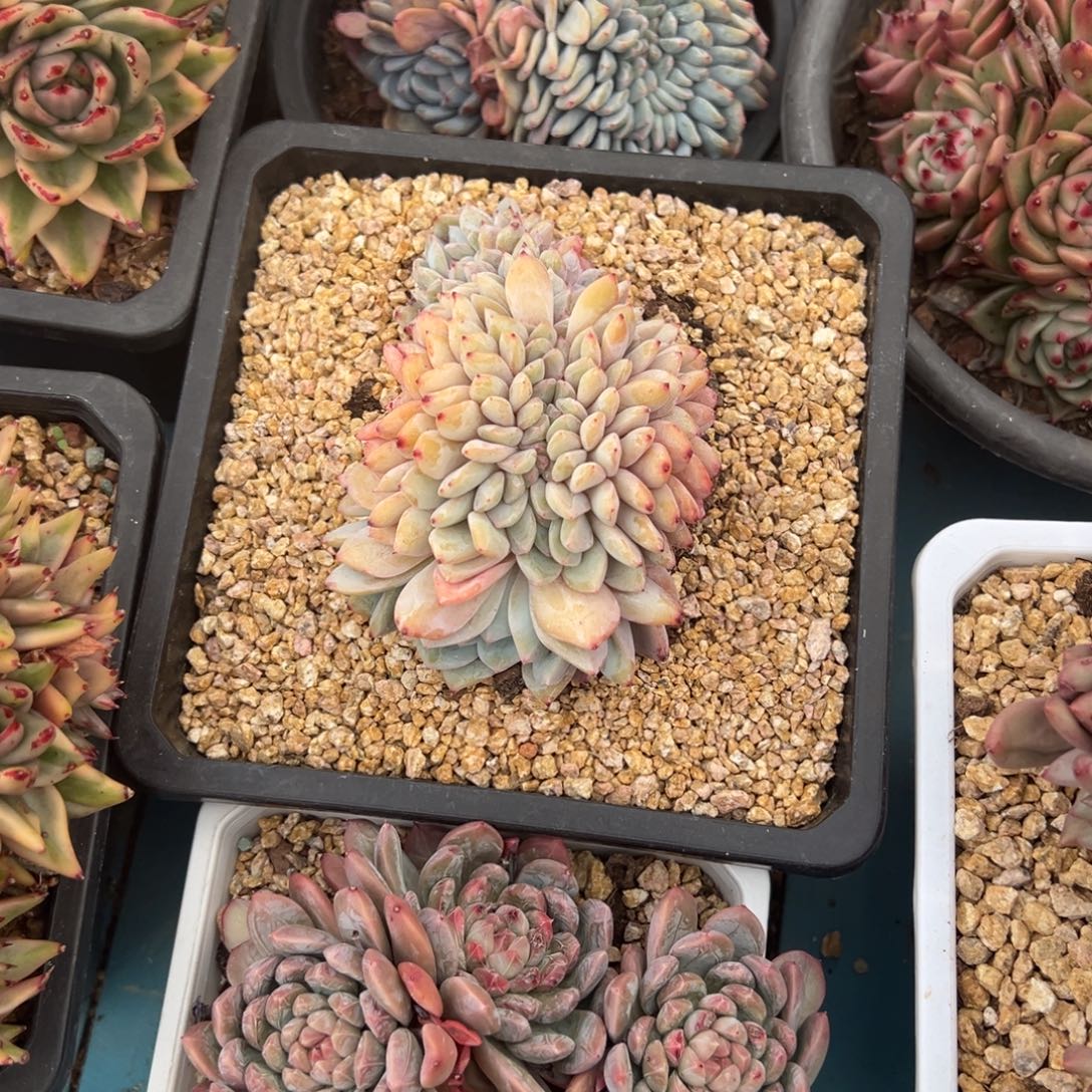精品多肉植物老桩星影缀