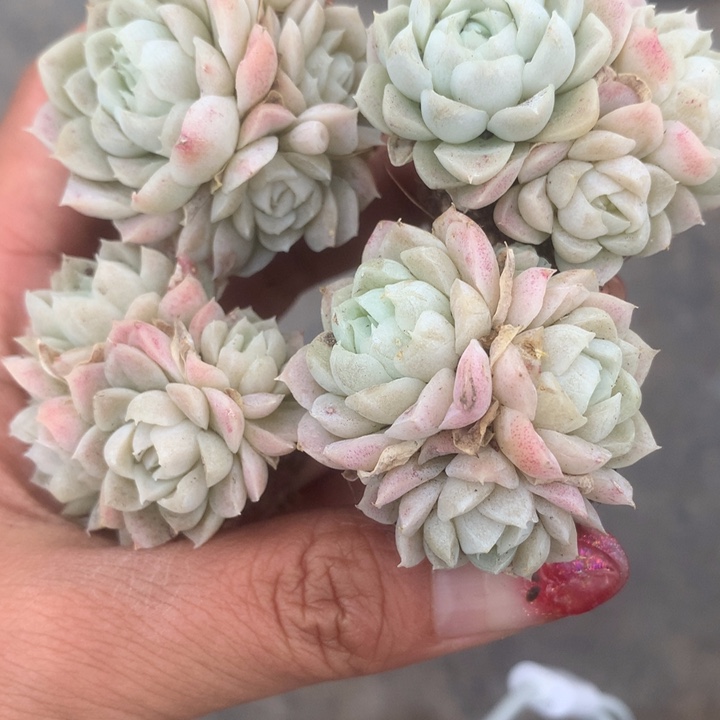 白月影群。拍5发6。（满9.99包邮不满9.99发空盆）