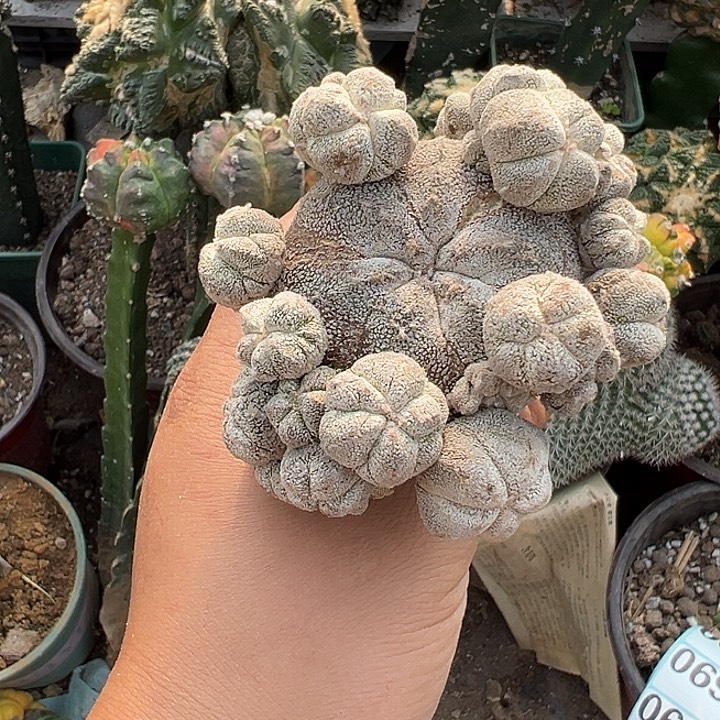 恩冢石化仙人球693号