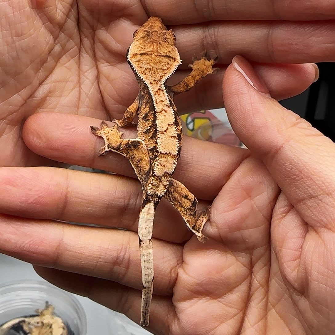 睫角守宫奶油奶油