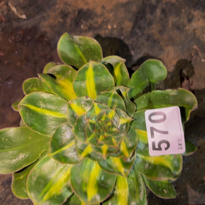 570暴君多肉植物不售后