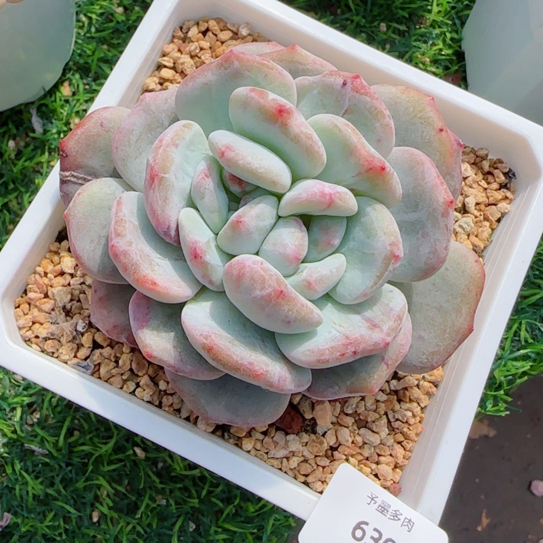 星影双心石化，6395多肉