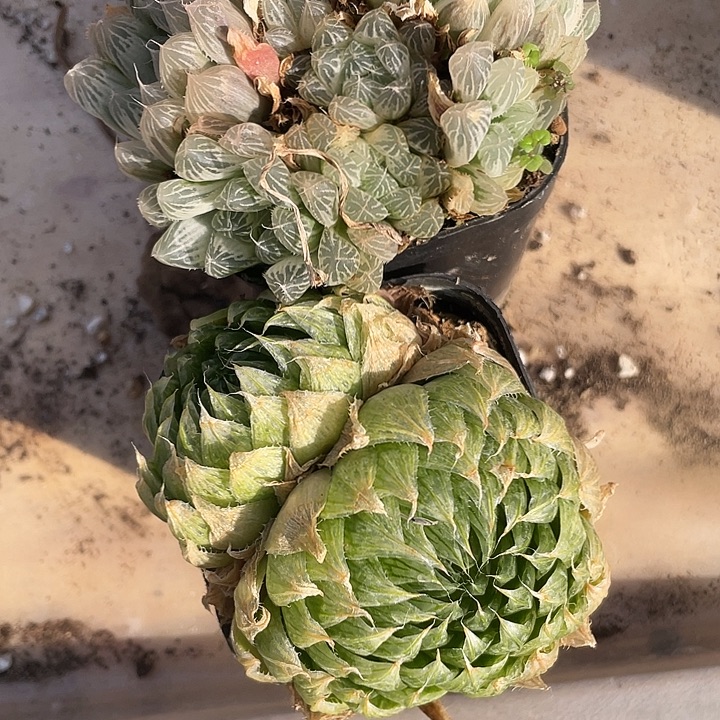 月***奴两个组合昆明基地直发