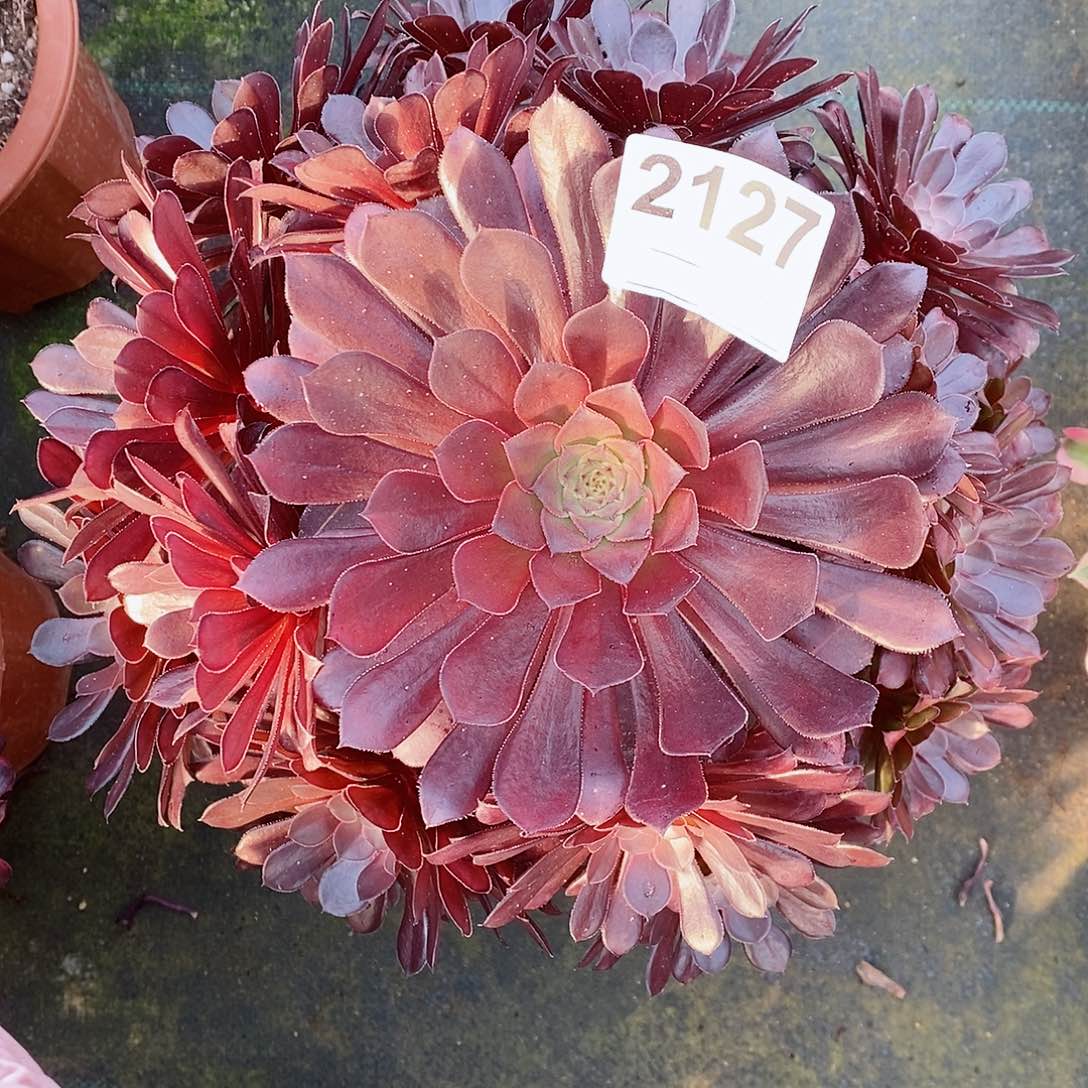 红陶2127黑童4多肉