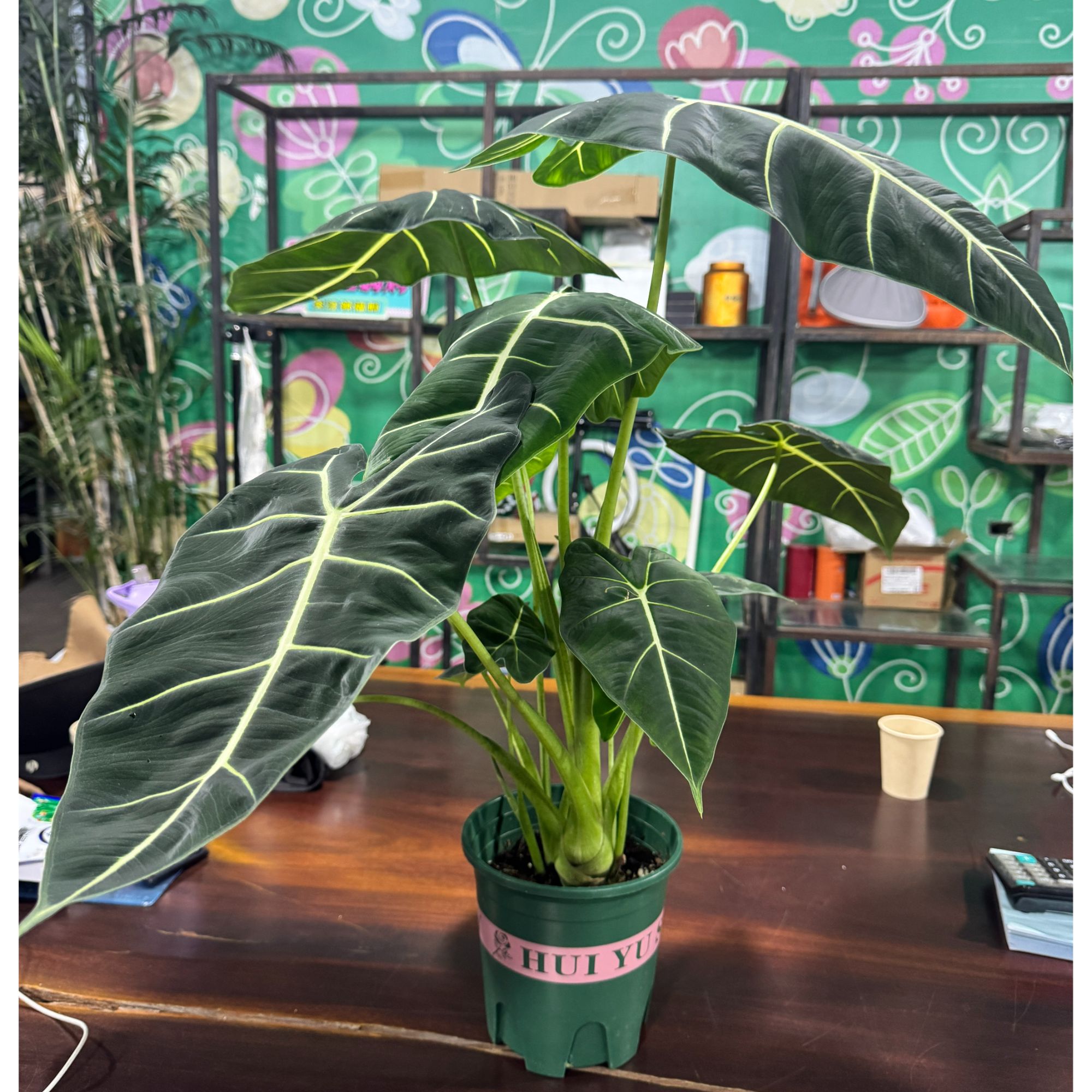 稀有绿天鹅绒海芋室内观叶热带绿植盆栽好养耐阴
