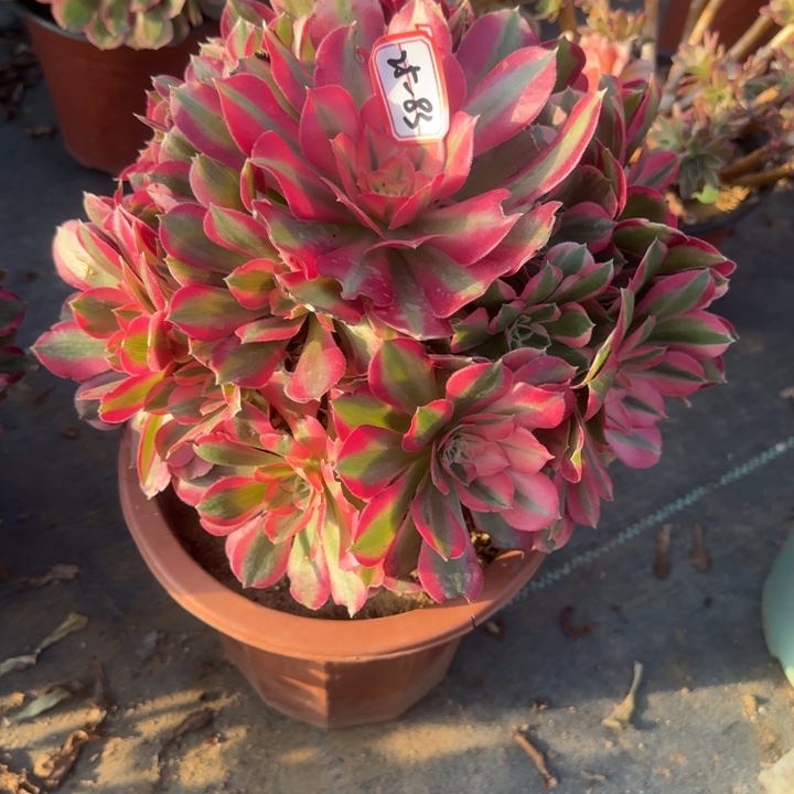 25-83布加迪多肉不包售后