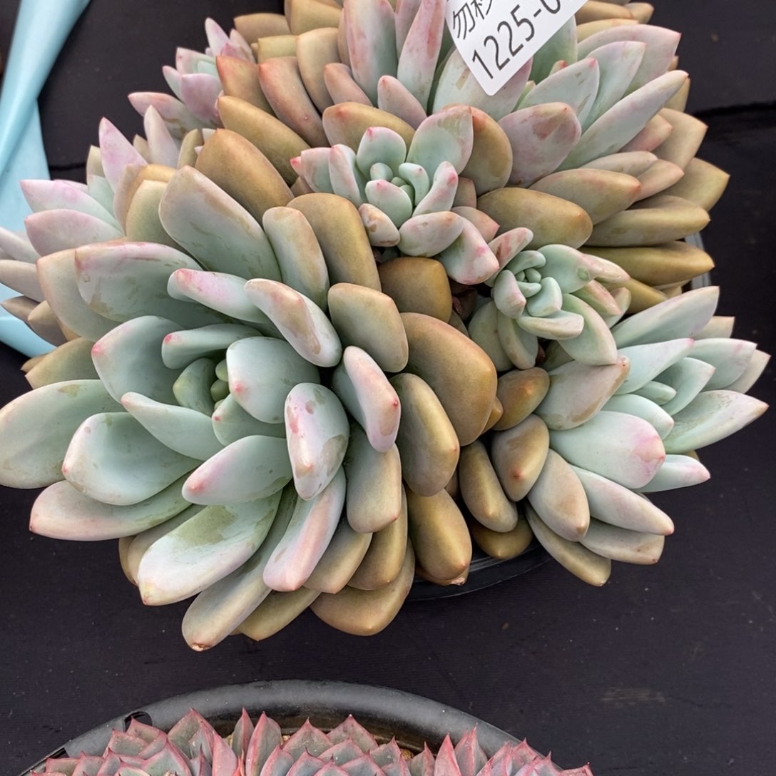 两单包邮1225-96奥普