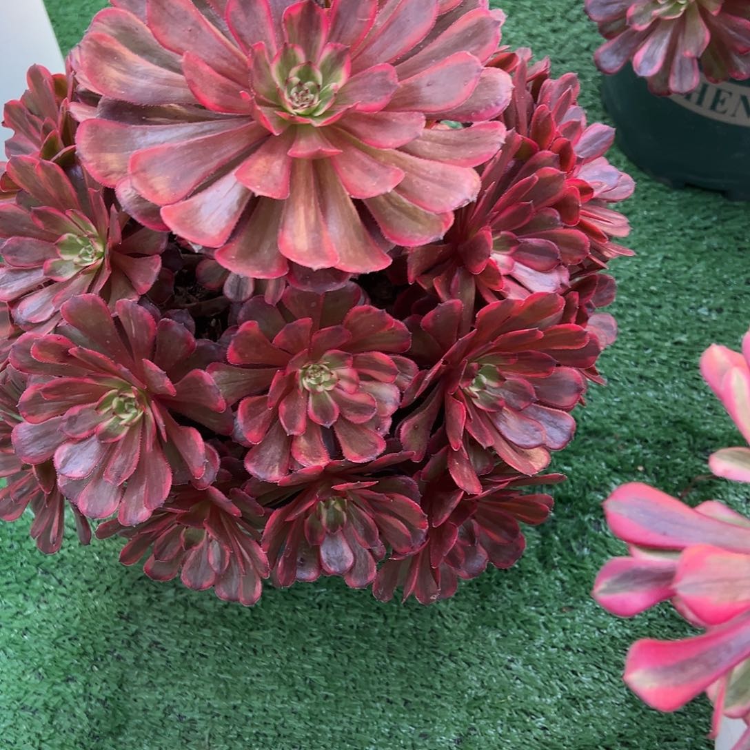 098十里红妆多肉植物法师