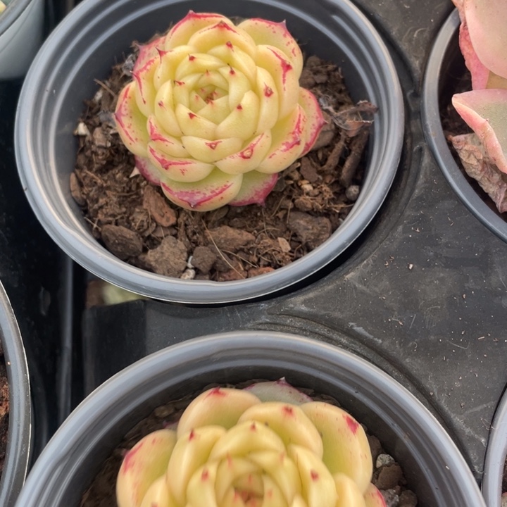 风飞9.9一盆8888888