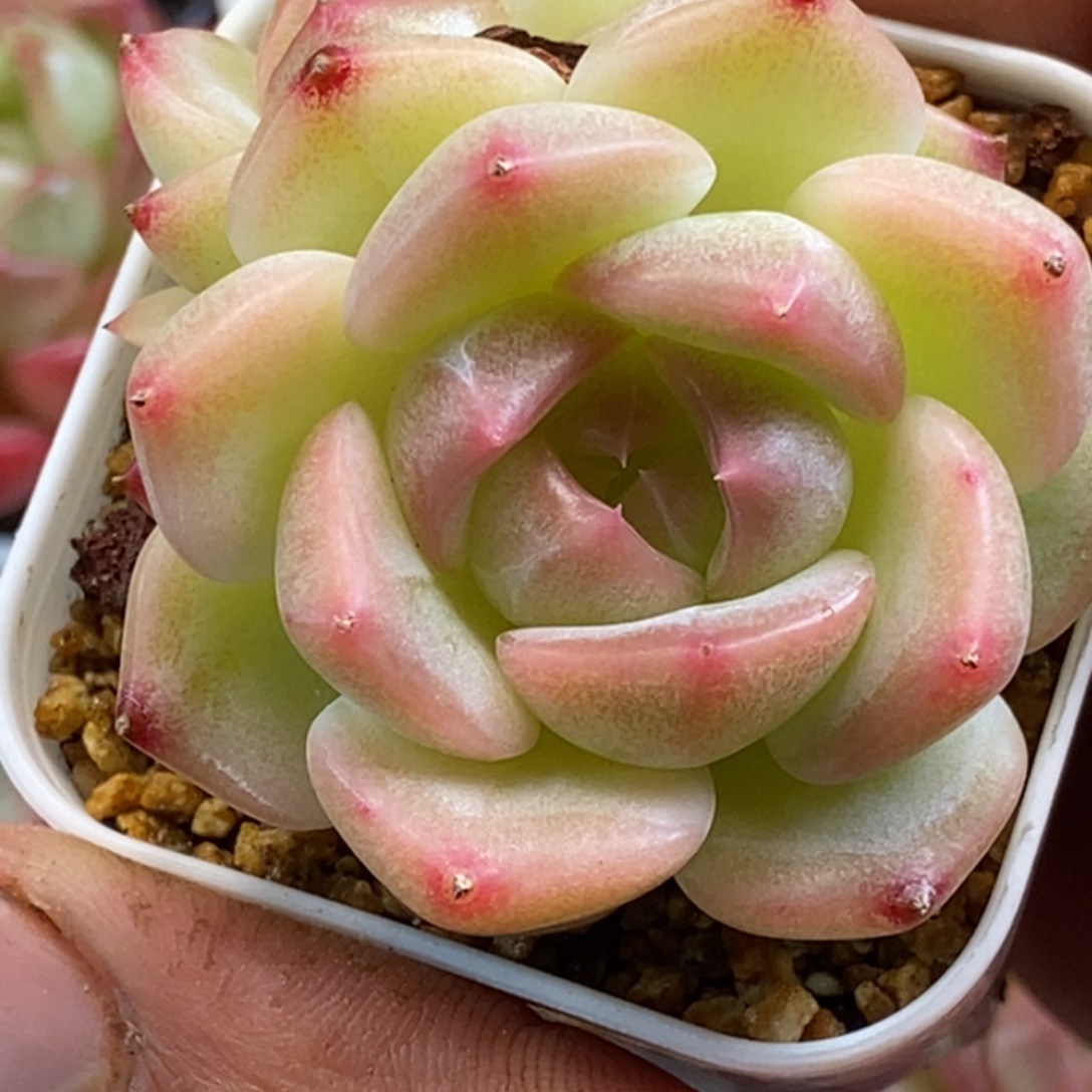 天官赐福百无禁忌