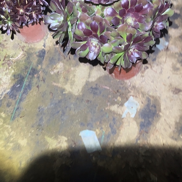 一单包邮不包侧枝42