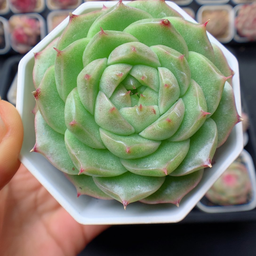 多肉植物。 麦秆4