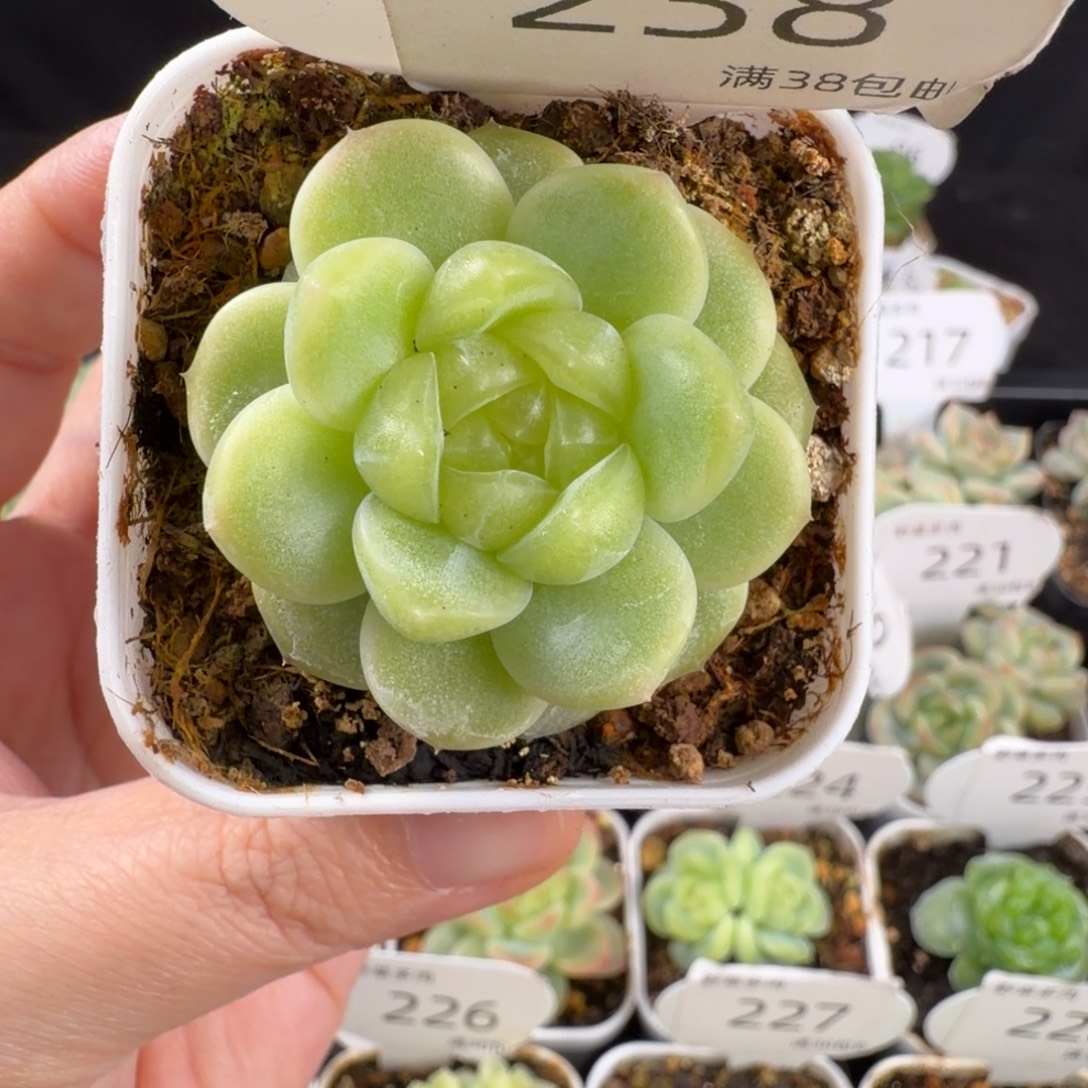 珍妮孤品特优238号