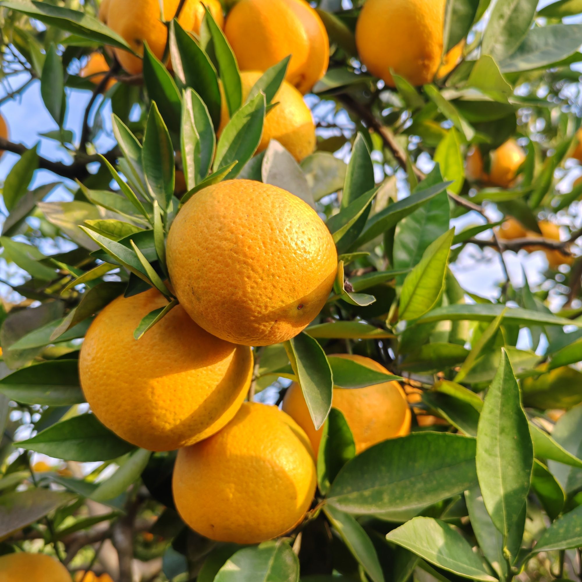 四川乡户脐橙现摘现发新鲜多汁