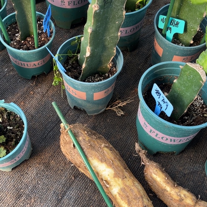 黑***松51号，月之桂的瓜，两颗