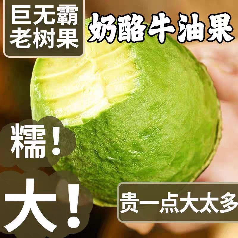 云南正宗老树巨无霸品克顿牛油果新鲜大果绿皮熟当季水果基地直发