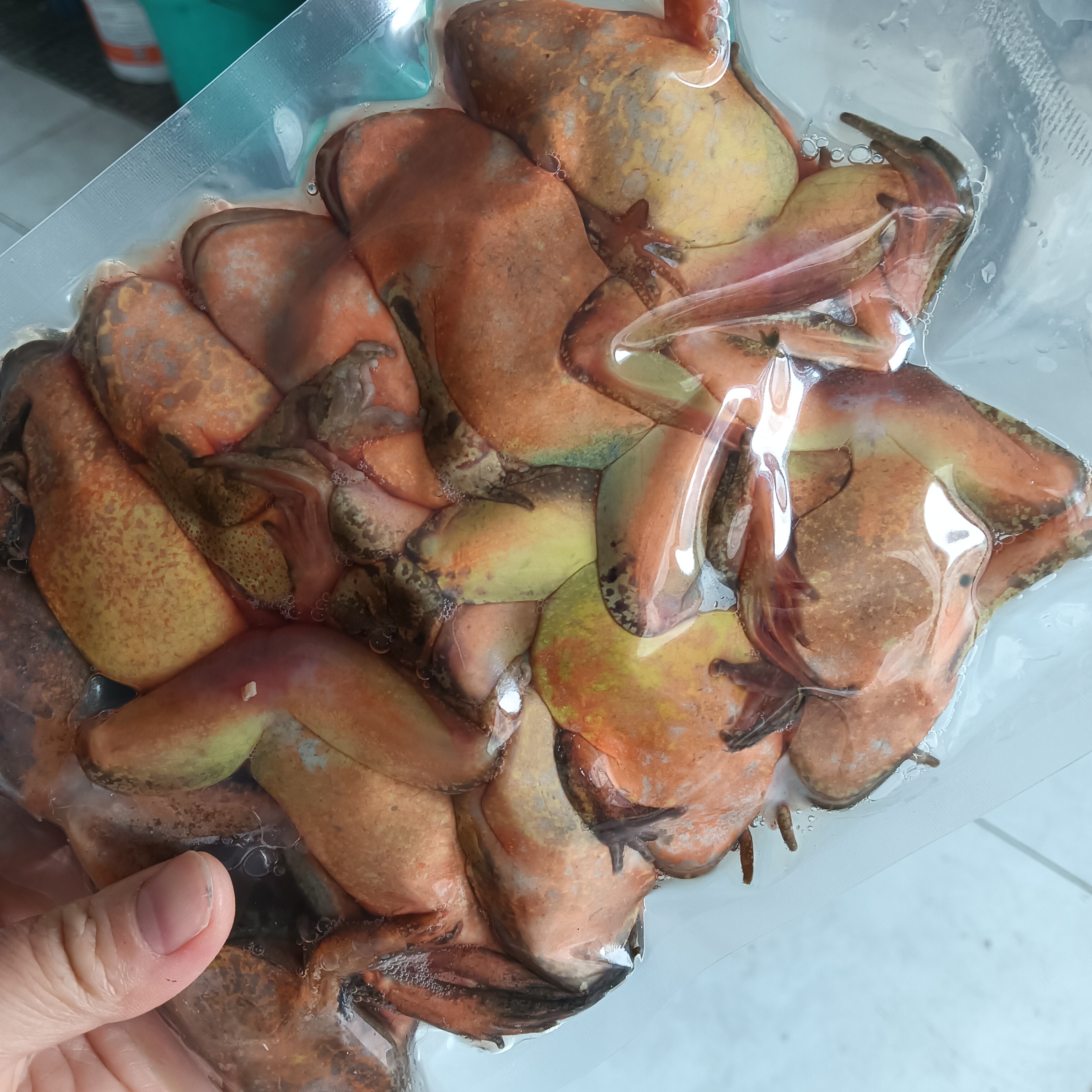 东北河鲜蛤 冷冻母鲍子满籽满油一袋一斤