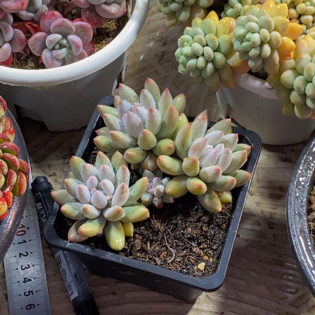 人*一物一拍多肉植物