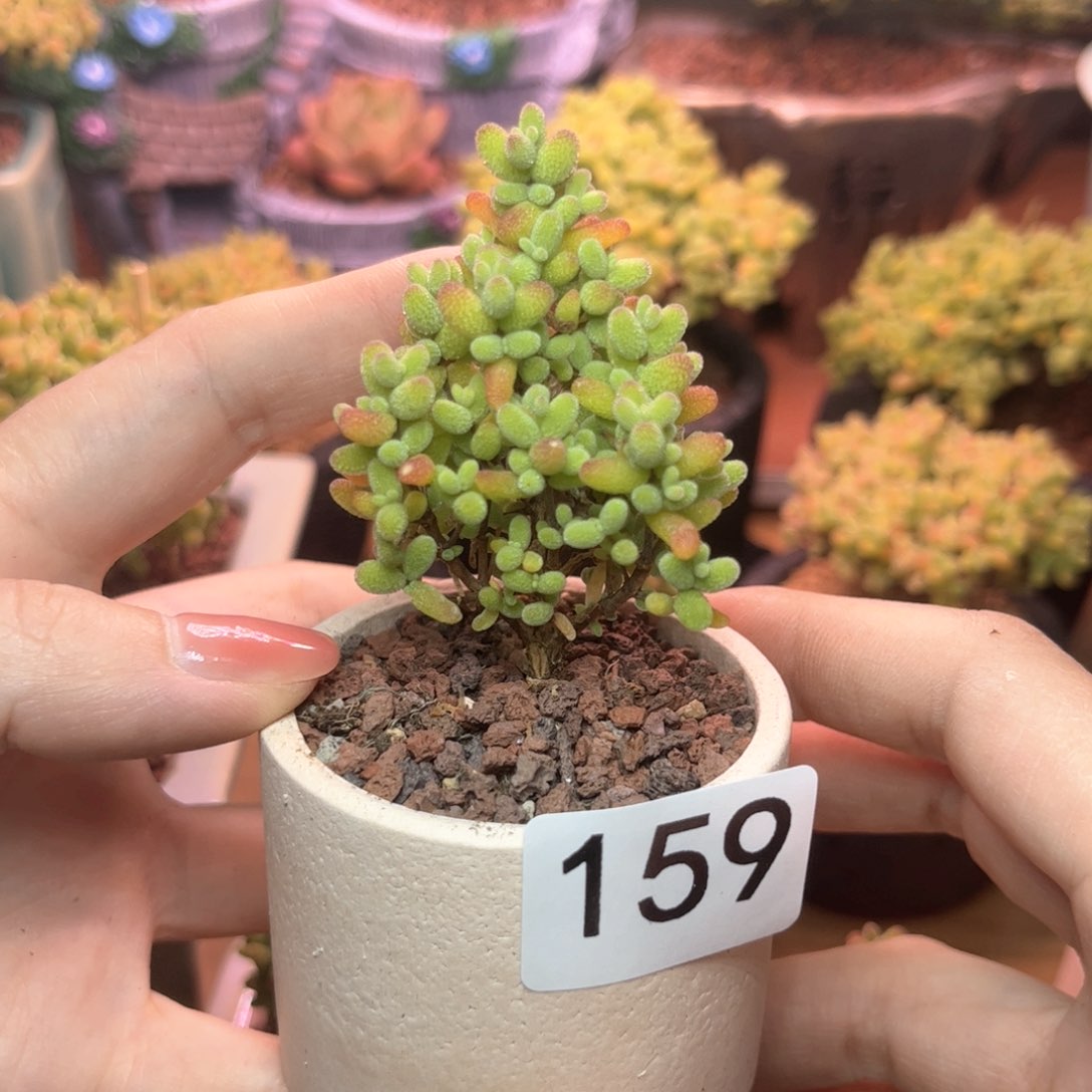 159金橘可爱多肉植物