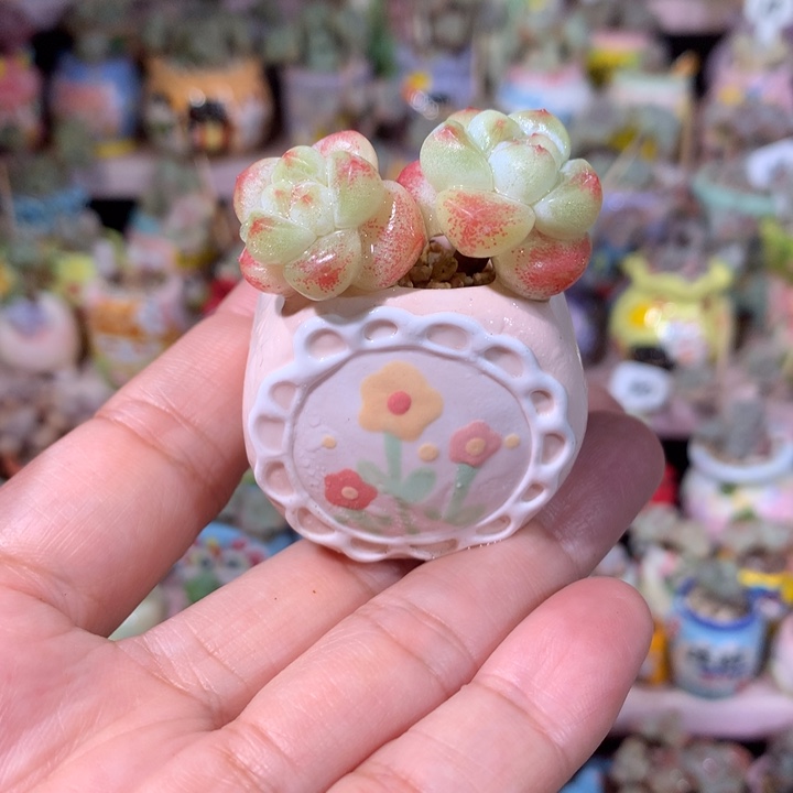 精品冰透粉心冰玉 带盆发货