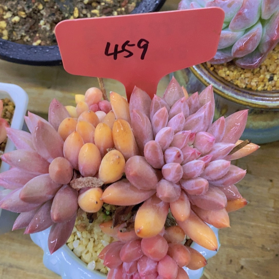 清货转场，一物一拍，看准