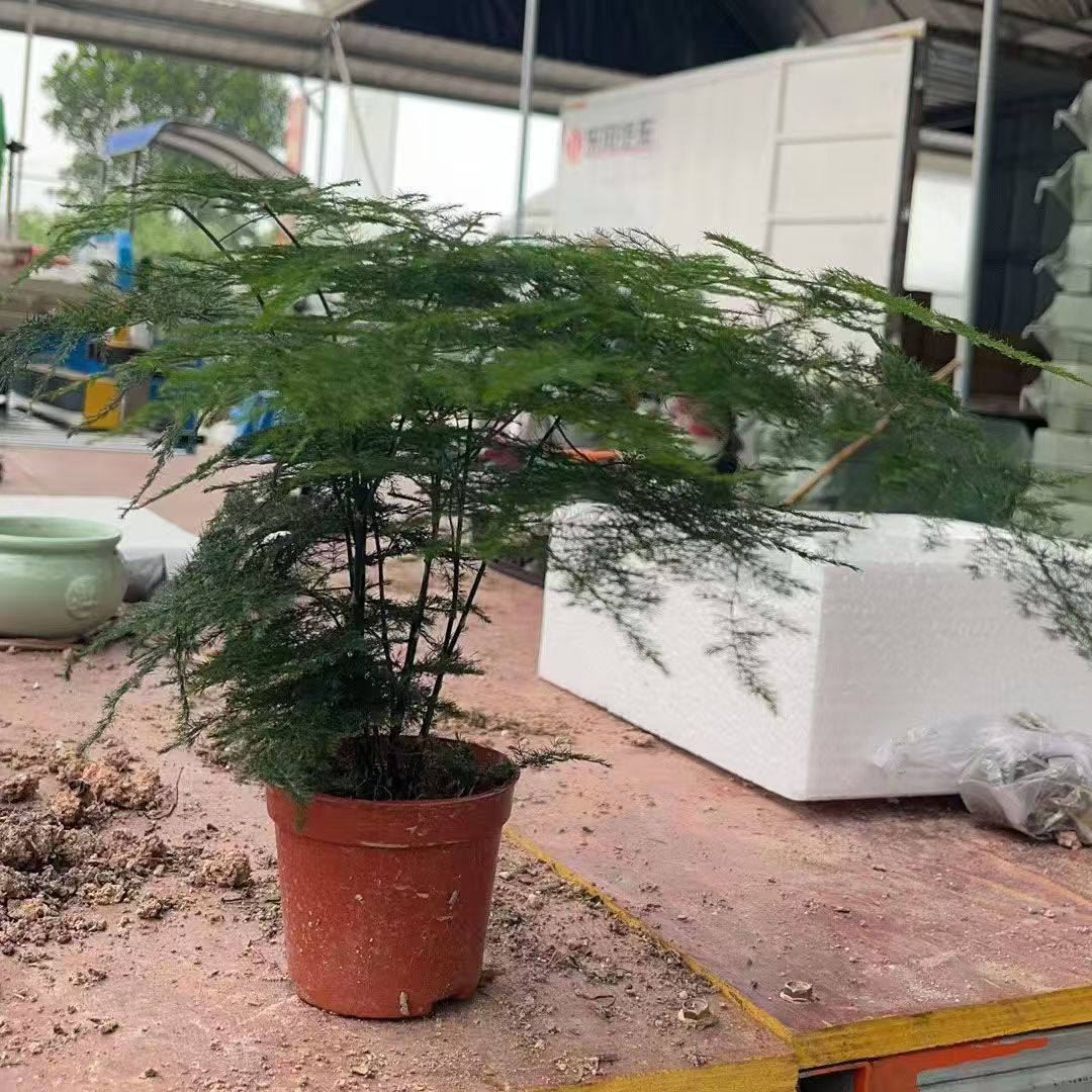文竹盆栽室内绿植好养护水培植物客厅茶台装饰盆景