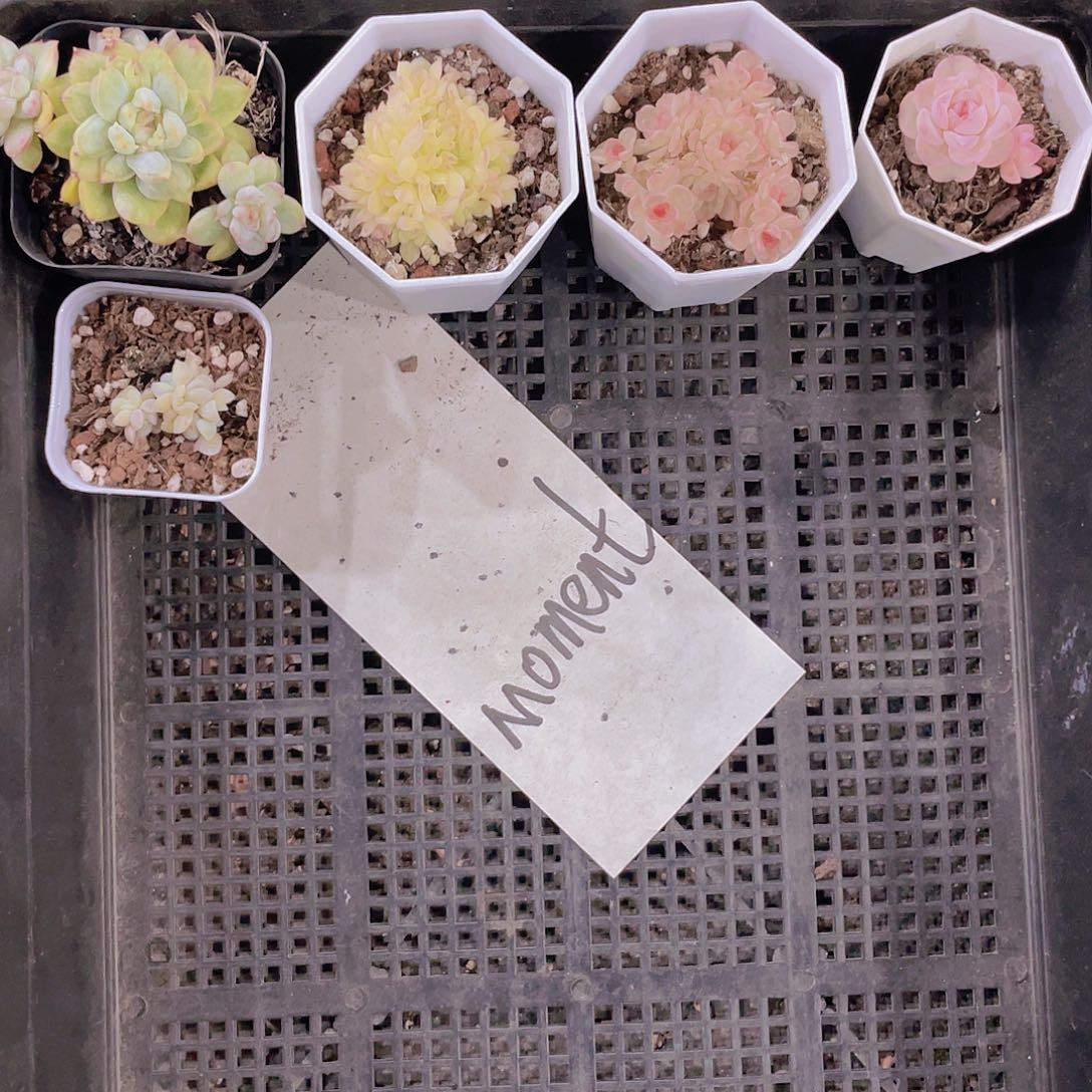 M****tMoment 姐姐这一物一拍