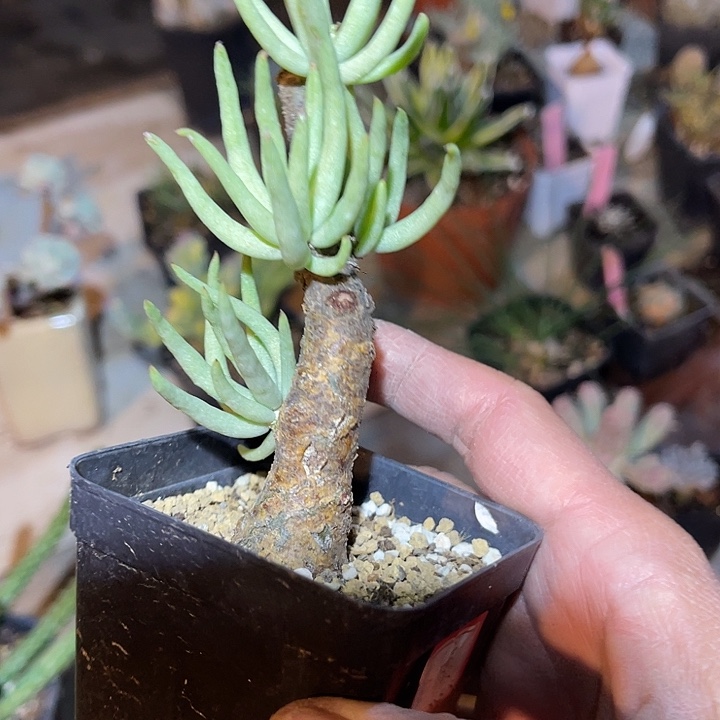 满38包邮2天凑单，脱土晾根发货多肉植物白象