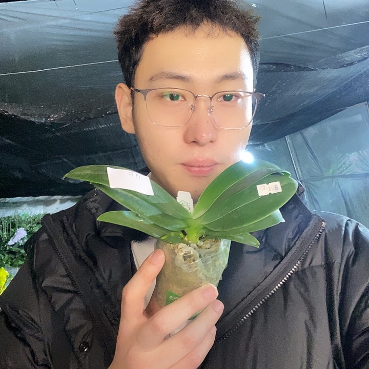 无花朵1972蝴蝶兰