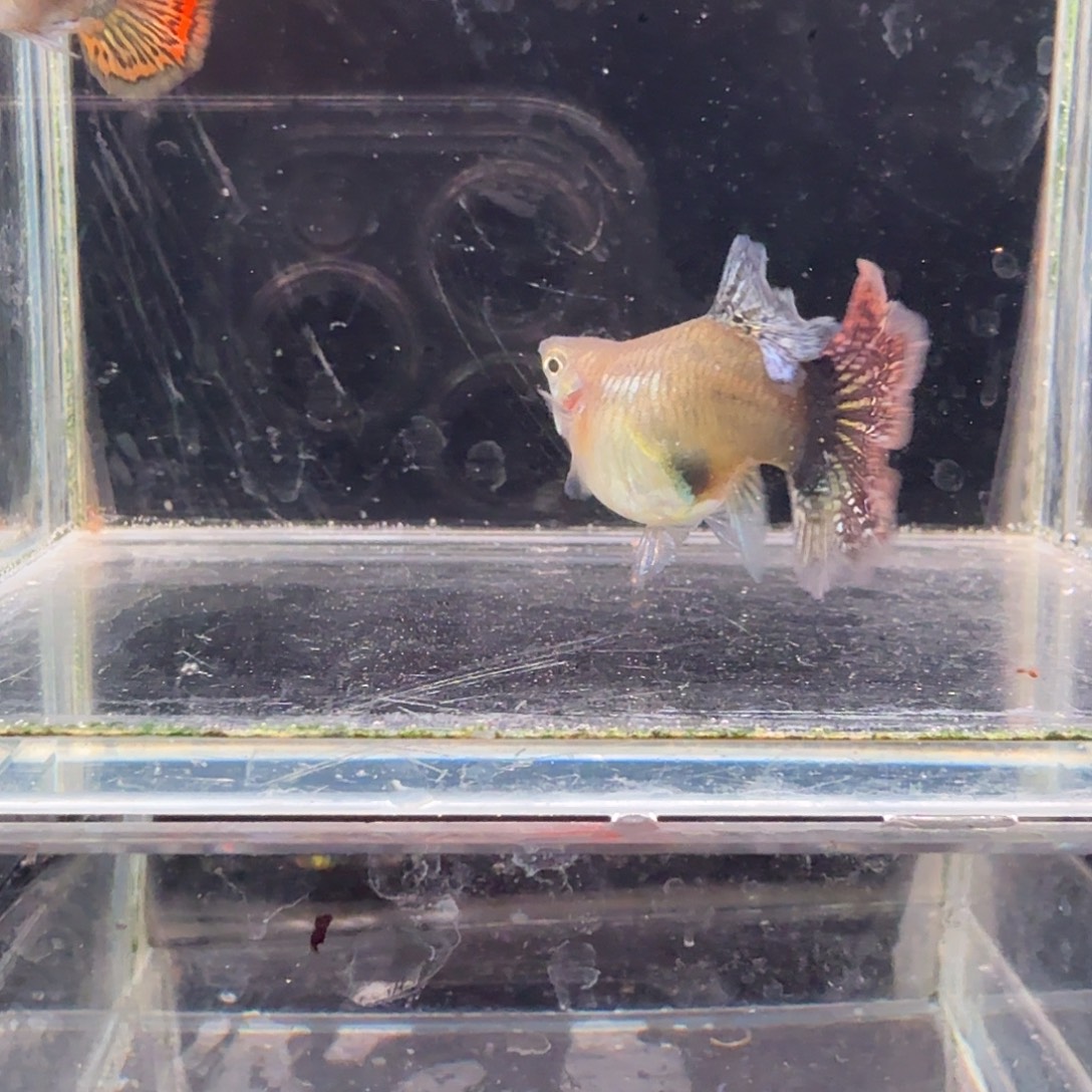 孔雀鱼七彩龙鳞球1对